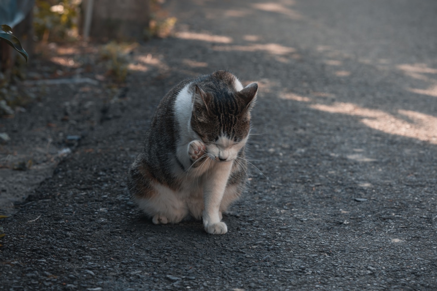 Zrozumienie potrzeb twojego kota: Poradnik