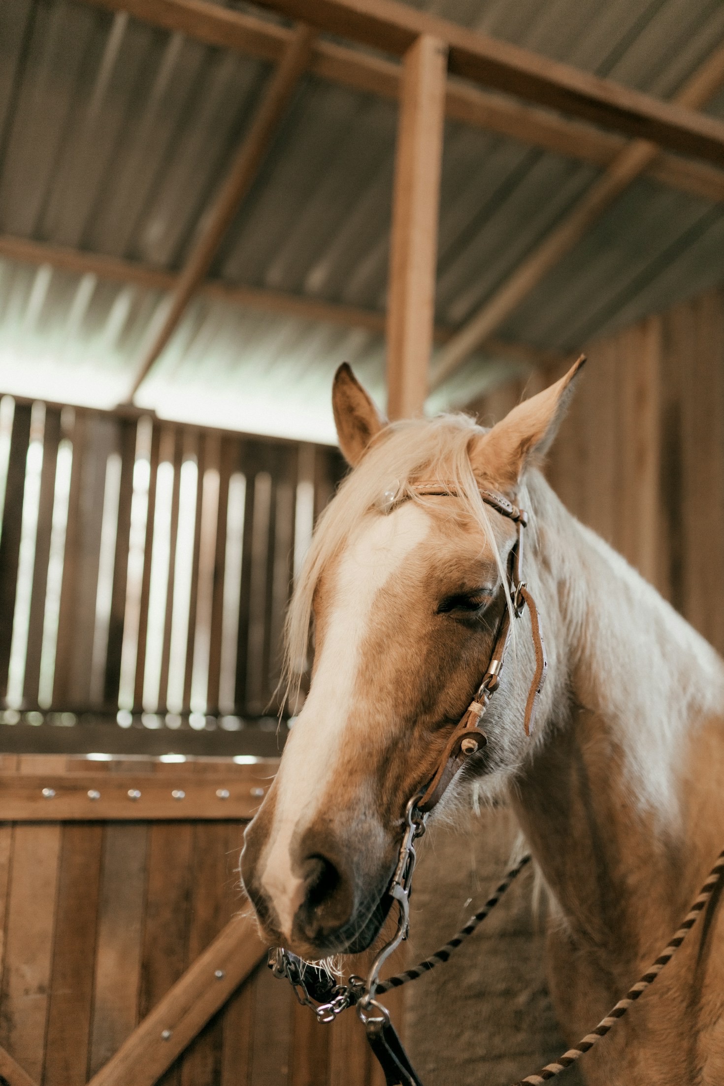 Jak wspierać królika w trudnych momentach