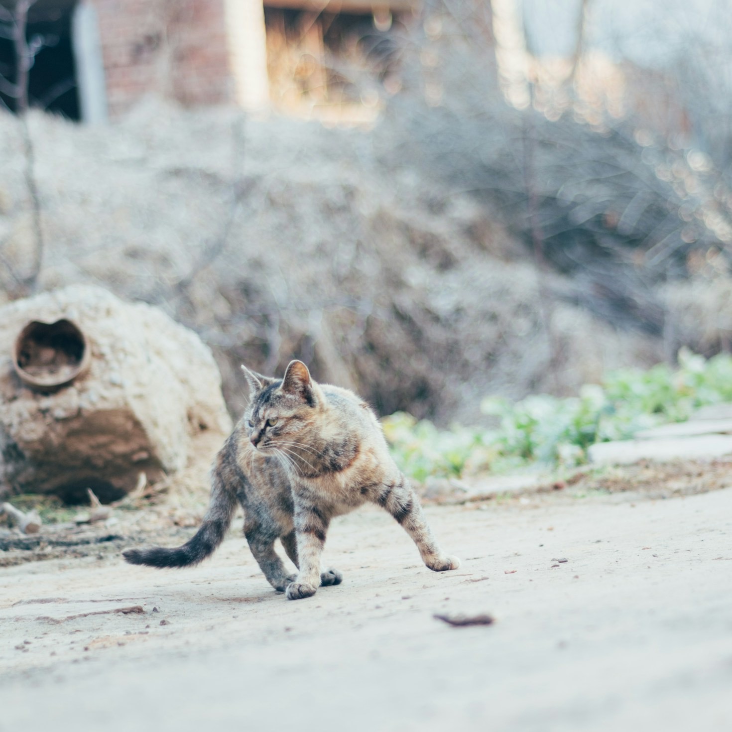 Przewodnik po behawiorystyce dla początkujących opiekunów